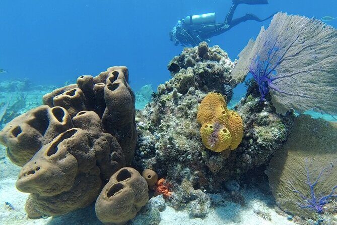 Scuba Diving in Cozumel or Playa del Carmen with Certificates - Key Points