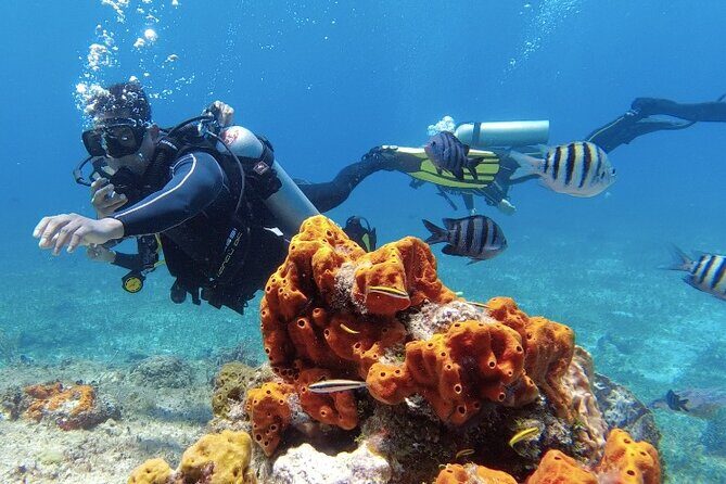 Scuba Diving in Cozumel or Playa del Carmen with Certificates - Why You’ll Love This Tour