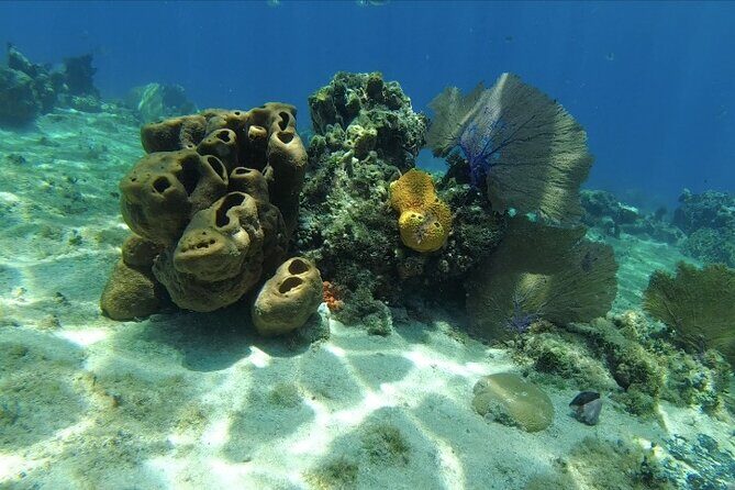 Scuba Diving in Cozumel or Playa del Carmen with Certificates - Authentic Experiences Shared by Travelers