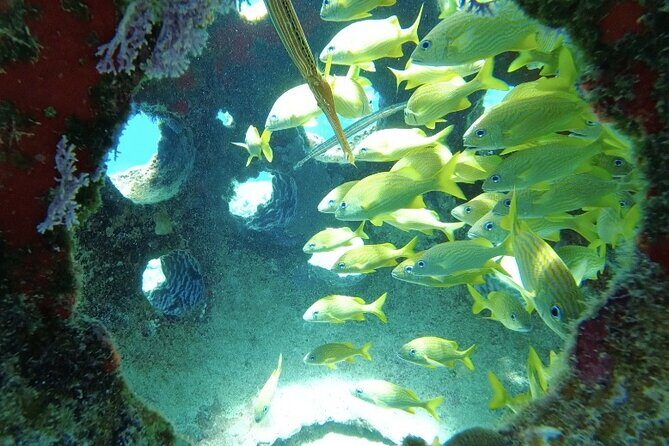 Scuba Diving in Cozumel or Playa del Carmen with Certificates - Final Thoughts