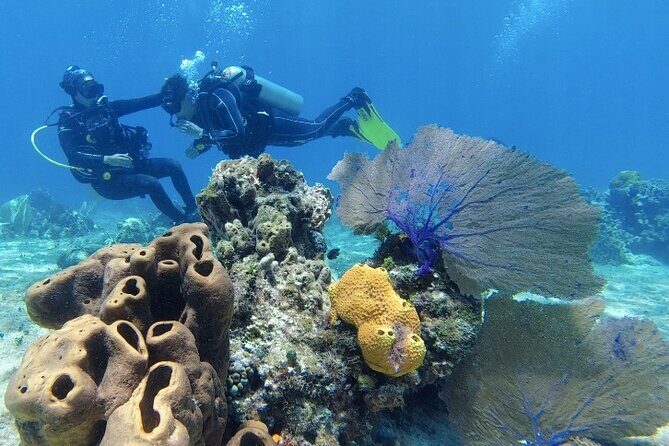 Scuba Diving in Cozumel or Playa del Carmen with Certificates - FAQ