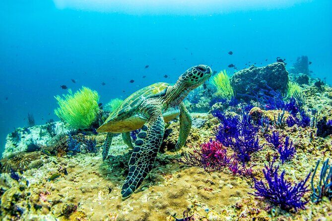 Scuba Diving in Fujairah with Private Transfers - Starting the Day with Private Pickup