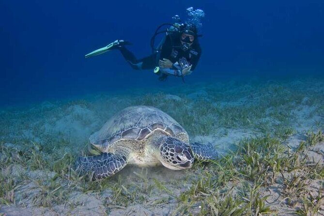 Scuba Diving in Fujairah with Private Transfers - Exploring Reefs and Wrecks