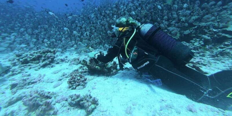 Scuba Diving in Hikkaduwa - The Sum Up