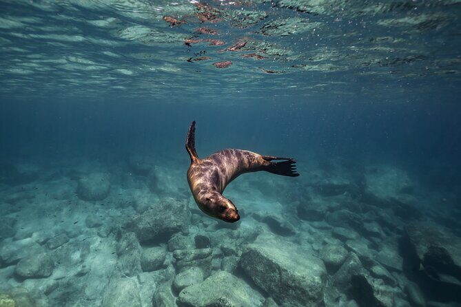 Scuba Diving in La Paz Private Tour - An Honest Look at the La Paz Private Scuba Tour
