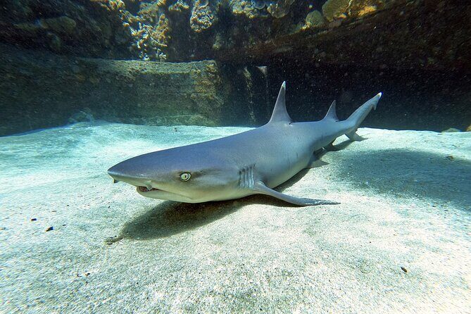 Scuba Diving in Maui with No Experience Needed - What to Expect from Your Maui Scuba Adventure
