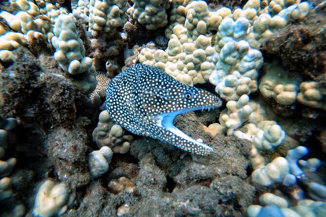 Scuba Diving in Maui with No Experience Needed - Who is This Tour Best Suited For?