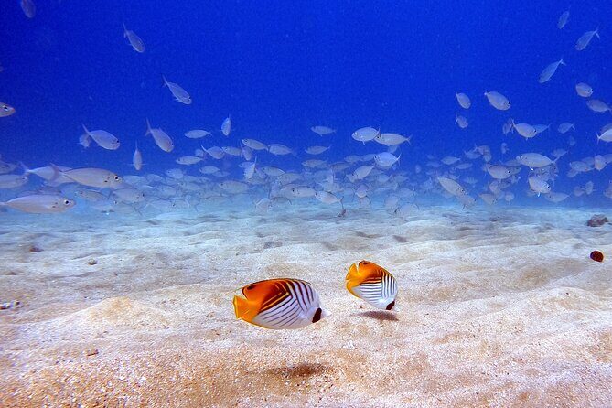 Scuba Diving in Maui with No Experience Needed - FAQs