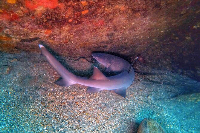 Scuba Diving in Maui with No Experience Needed - Final Thoughts