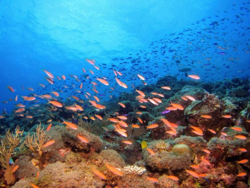 Scuba Diving in Mirissa - Final Thoughts