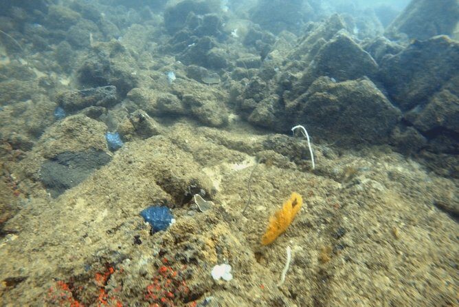 Scuba Diving in Mirissa - What to Expect from the Mirissa Scuba Tour