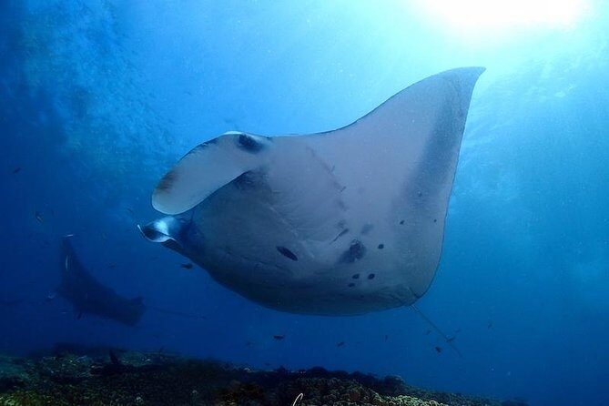 Scuba Diving in Nusa Penida - Manta Point - Key Points