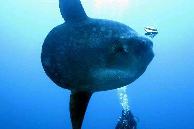Scuba Diving in Nusa Penida - Manta Point - Transportation and Logistics: Hassle-Free Travel