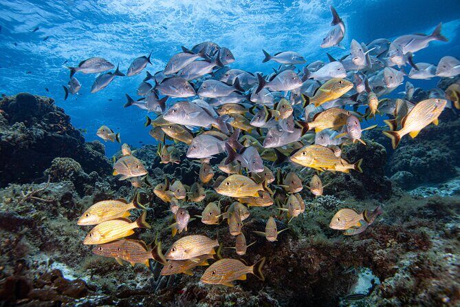 Scuba Diving in Playa del Carmen for Small Groups - The Experience: What Makes It Stand Out?