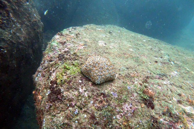 Scuba Diving in Unawatuna - FAQ