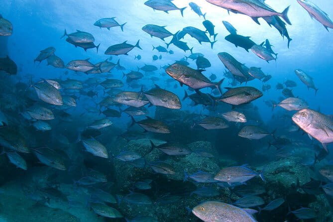 Scuba Diving in Yakushima island (for certified divers only) - Introduction: Dive into Yakushima’s Marine Mysteries