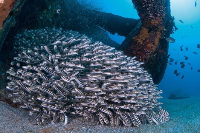 Scuba Diving in Yakushima island (for certified divers only) - Authentic Encounters and Feedback from Travelers