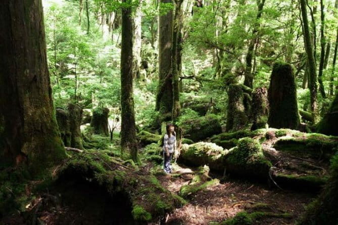 Scuba Diving in Yakushima island (for certified divers only) - Who Should Consider This Tour?