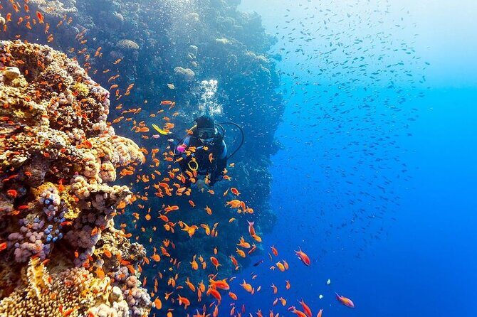 Scuba Diving Open Water PADI Course - Sharm El Sheikh - FAQ