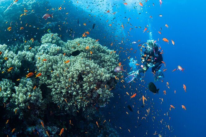 Scuba Diving Sea Trip with Lunch and Transfer from Hurghada - The Sum Up: Who Should Book This Tour?