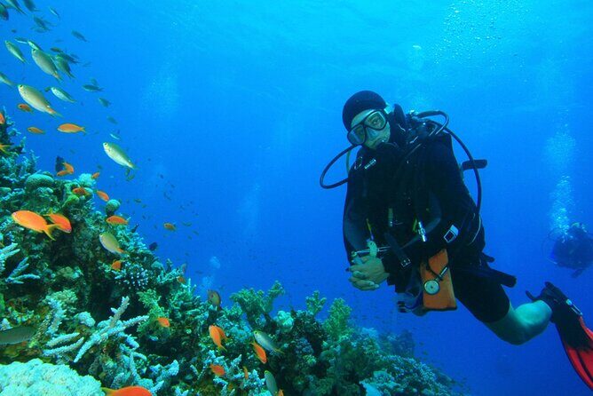 Scuba Diving to Dimaniyat Islands Muscat Oman - Authentic Encounters and the Underwater Environment