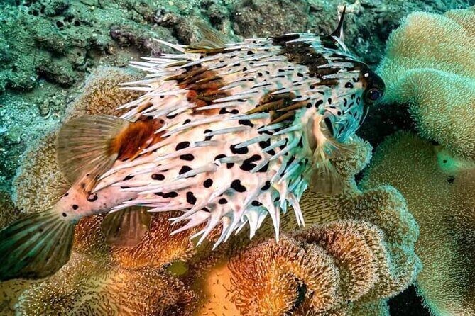 Scuba Diving Tour in Cham Island for certified divers or Beginners - Practical Tips for Travelers