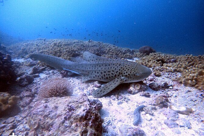 Scuba Diving Trips to Dimaniyat Islands - Booking and Preparation