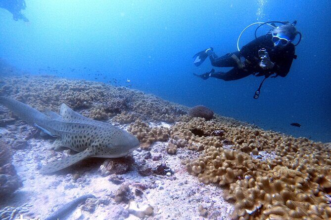 Scuba Diving Trips to Dimaniyat Islands - What’s Not Included and Tips