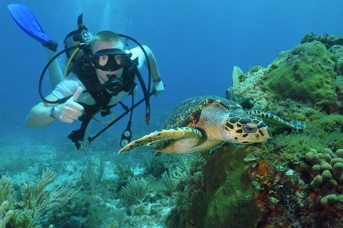 Scuba Diving Under Water Museum and Reef for beginners - Key Points