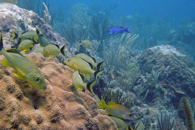 Scuba Doo Diving Experience in Punta Cana - A Detailed Look at the Tour