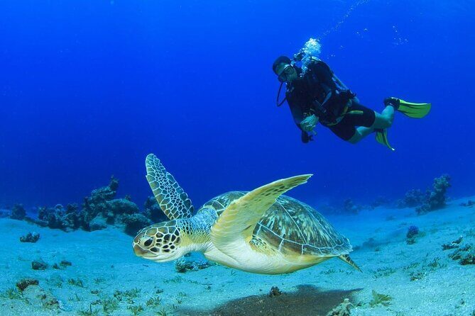 Scuba Referral Dives & Beach Club with Transportation In Riviera Maya - Key Points