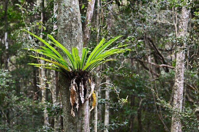 Sea Acres National Park: Aboriginal cultural tour - The Practical Details: What to Expect and Tips