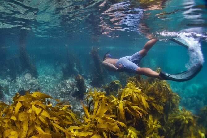 Sea Cave Adventures in Whitianga - Snorkeling and Ocean Fun