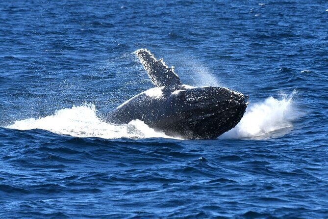 Sea Cliff Bridge, Kiama Blowhole, Beaches & Wildlife Small Group - A Thorough Look at the Itinerary