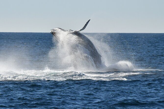 Sea Cliff Bridge Tours with Whale Watching and Wine Tasting - Exploring the Best of Australia’s South Coast: Sea Cliff Bridge Tours with Whale Watching and Wine Tasting