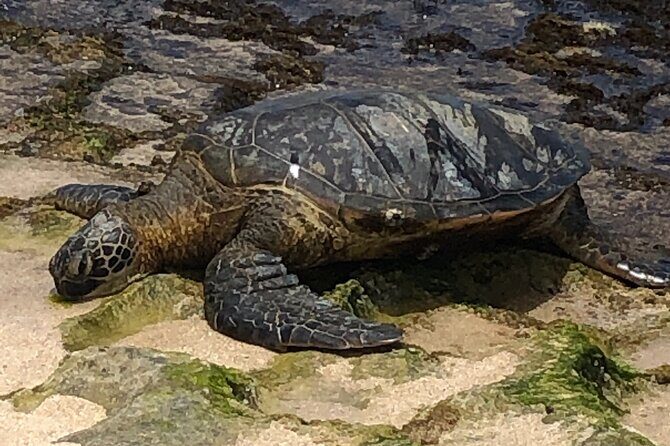 Sea / Eat & See The North Shore - Who Will Love This Tour?