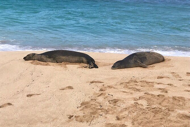 Sea / Eat & See The North Shore - FAQ