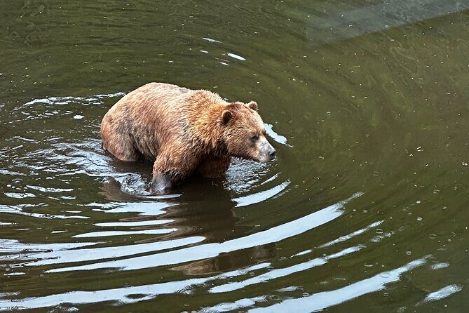 Sea it All -Private Sitka Wildlife LAND & SEA COMBO for 6 w/meal - Why This Tour Offers Good Value