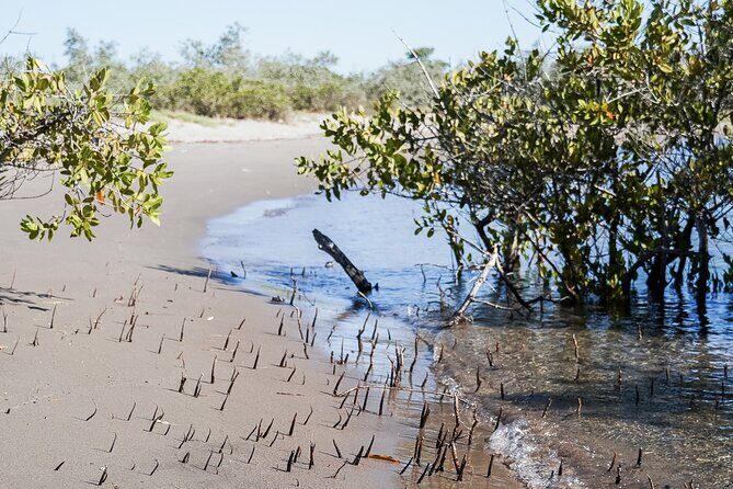 Sea Kayak Tour Mangrove Safari - The Experience in Detail: What to Expect