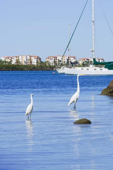 Sea Kayak Tour - Mangrove Safari - The Sum Up