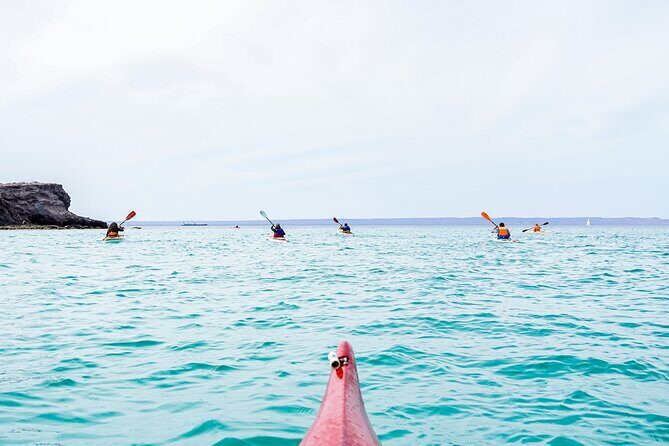 Sea Kayak Tour Marine Safari - The Experience: What You’ll Love