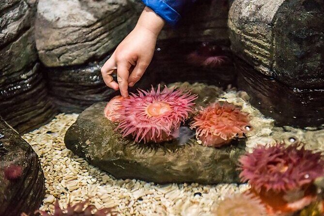 SEA LIFE Aquarium Minnesota Admission Ticket at Mall of America - An In-Depth Look at the Experience