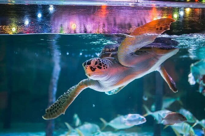 SEA LIFE Bangkok Ocean World Tickets - Introduction: What Makes SEA LIFE Bangkok Ocean World Special?
