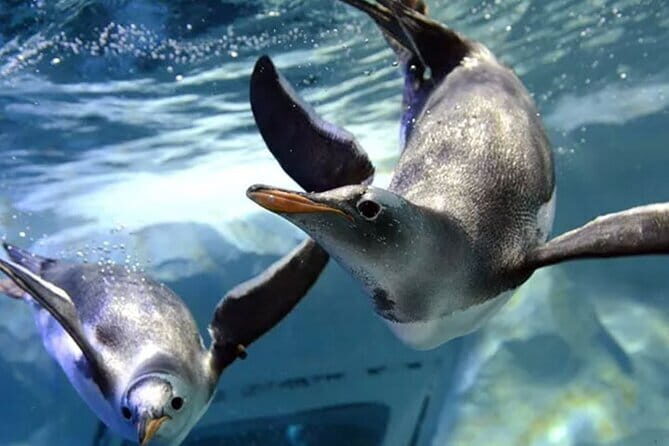 SEA LIFE Bangkok Ocean World Tickets - Frequently Asked Questions