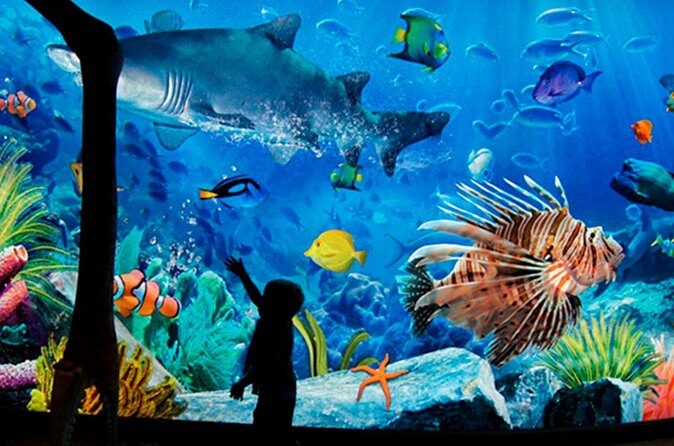 Sea Life Bangkok Ocean World Tickets - The Sum Up: Is It Worth It?