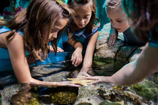 Sea Life Charlotte Concord Aquarium Admission Ticket - The Sum Up: Is It Worth Visiting?