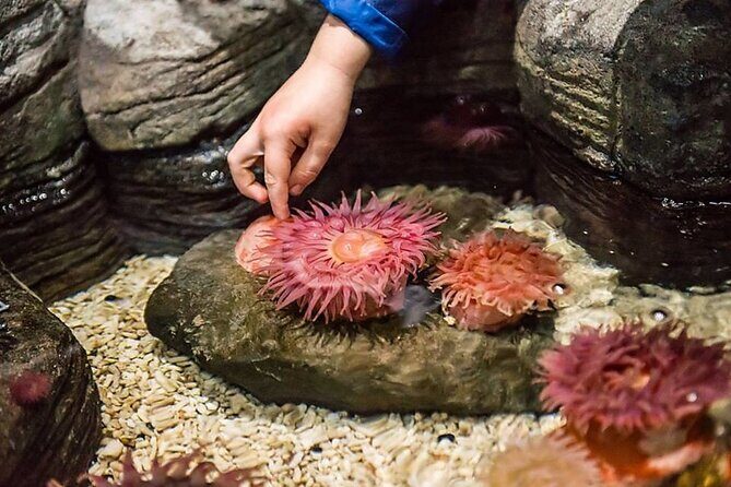Sea Life Charlotte Concord Aquarium Admission Ticket - FAQ