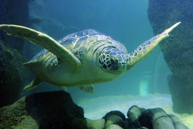 SEA LIFE Kansas City Aquarium Admission Ticket - Who Will Love This Experience?