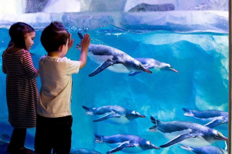 Sea Life Kelly Tarlton's Aquarium General Admission - Key Points