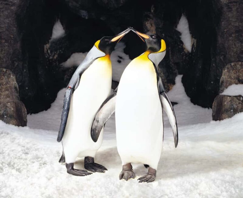 Sea Life Kelly Tarlton's Aquarium General Admission - An In-Depth Look at Kelly Tarlton’s Aquarium